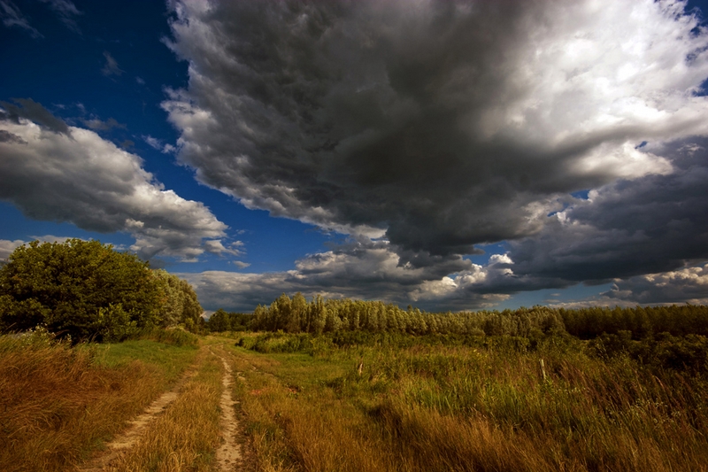 560 - FOREST ROAD - VUKIC TOMISLAV - croatia.jpg